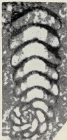 Pseudorhapydionina laurinensis (De Castro, 1965)