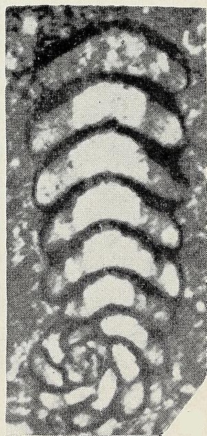 Pseudorhapydionina laurinensis (De Castro, 1965) Pseudorhapydionina laurinensis (De Castro, 1965)