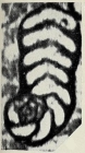 Pseudorhapydionina dubia (De Castro, 1965)