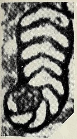 Pseudorhapydionina dubia (De Castro, 1965) Pseudorhapydionina dubia (De Castro, 1965)