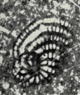 Pseudorhipidionina casertana (De Castro, 1965)
