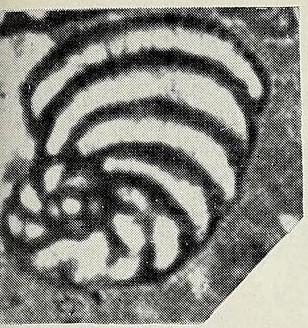 Peneroplis parvus De Castro, 1965