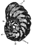 Chromista - Foraminifera (foraminifers)