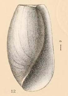 Utriculus oryctus Watson, 1883, figure from Challenger report, pl. 48 fig. 12 Utriculus oryctus Watson, 1883, figure from Challenger report, pl. 48 fig. 12