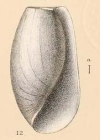 Utriculus oryctus Watson, 1883, figure from Challenger report, pl. 48 fig. 12