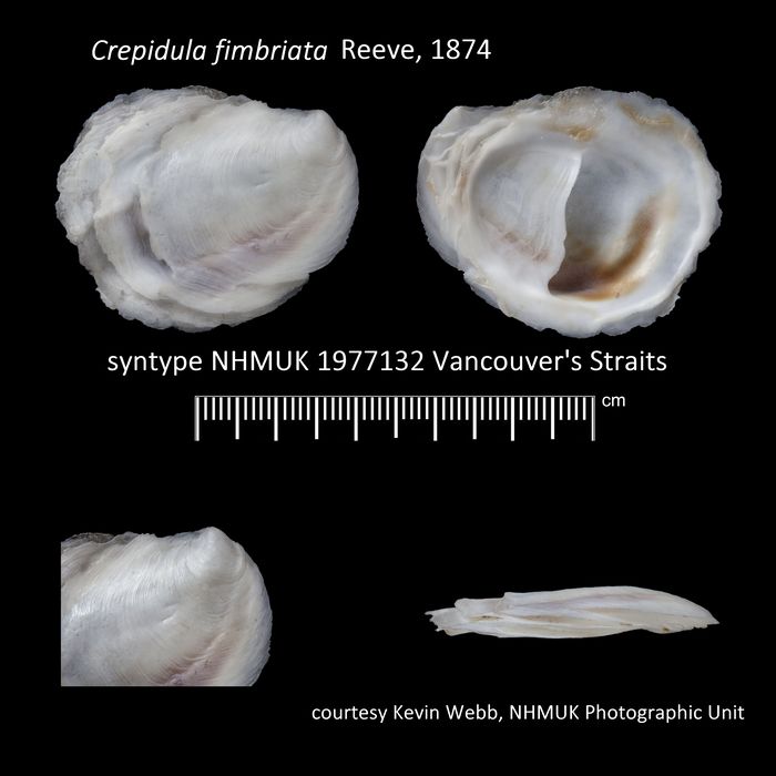 Syntype Crepidula fimbriata Syntype Crepidula fimbriata