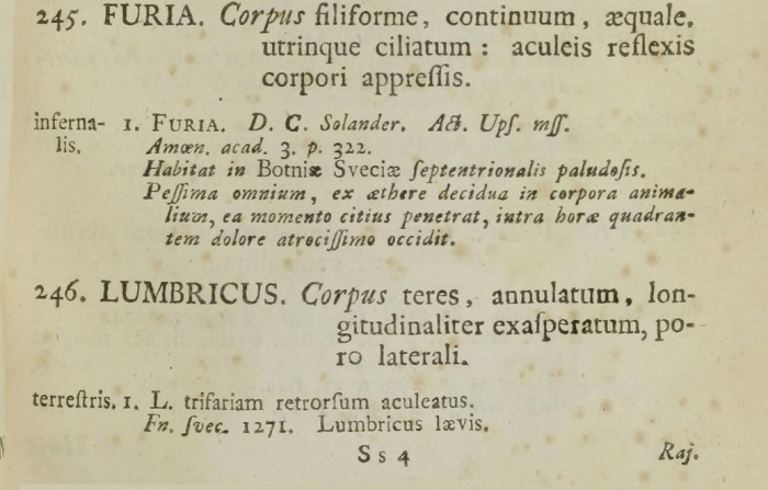 Description by Linnaeus of Furia infernalis