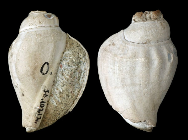 Strombus glaber Strombus glaber