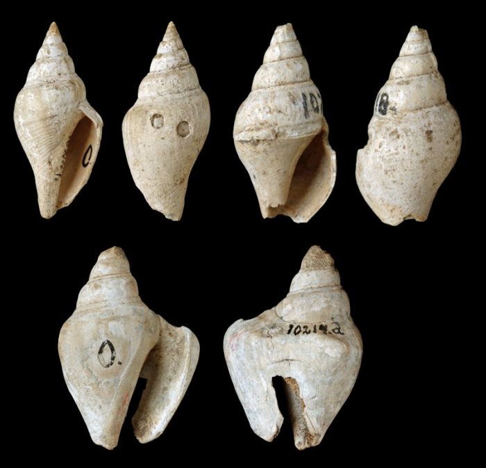 Labiostrombus triangulatus Labiostrombus triangulatus