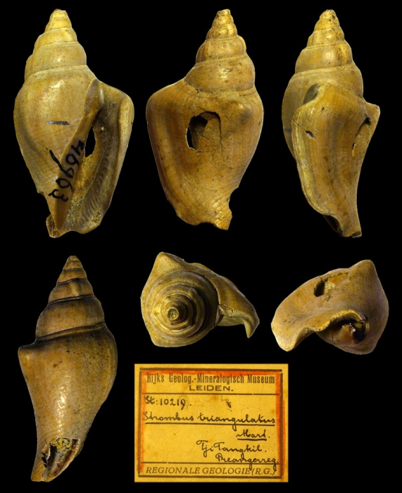 Strombus triangulatus Strombus triangulatus