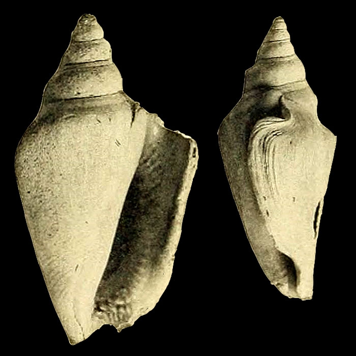 Strombus karikalensis Strombus karikalensis