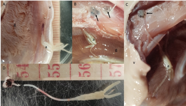 Tripaphylus squidwardi Boxshall, Barton, Kirke, Zhu & Johnson, 2022