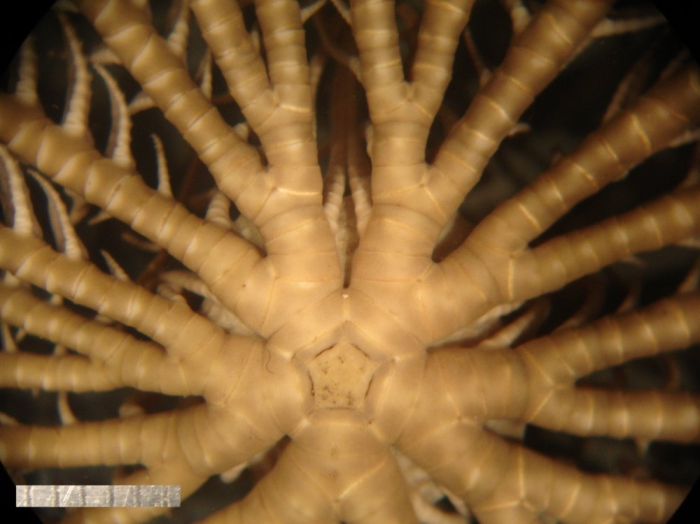 Clarkcomanthus albinotus Rowe, Hoggett, Birtles Vail, 1986 Austral Mus Holotype J17360 Clarkcomanthus albinotus Rowe, Hoggett, Birtles Vail, 1986 Austral Mus Holotype J17360
