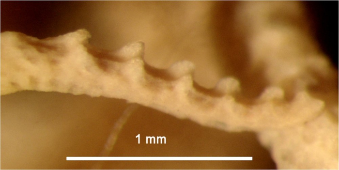 Clarkcomanthus albinotus Rowe, Hoggett, Birtles Vail, 1986 Austral Mus Holotype J17360 Clarkcomanthus albinotus Rowe, Hoggett, Birtles Vail, 1986 Austral Mus Holotype J17360