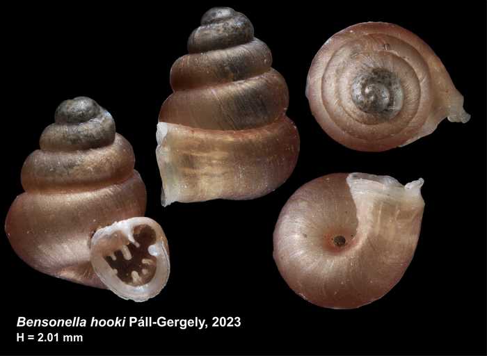Holotype of Bensonella hooki Páll-Gergely, 2023