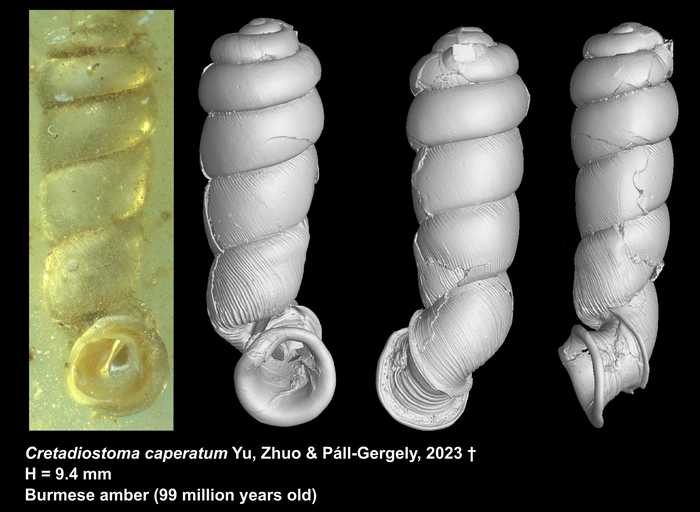Holotype of Cretadiostoma caperatum T.-T. Yu, D. Zhuo & Páll-Gergely, 2023