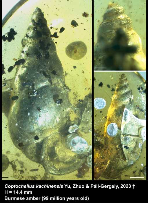 Holotype of Coptocheilus kachinensis T.-T. Yu, D. Zhuo & Páll-Gergely, 2023