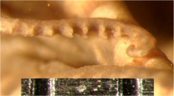Comanthus mirabilis Rowe, Hoggett, Birtles Vail, 1986 Austral Mus Holotype J10310