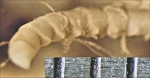 Capillaster coccodistoma (Carpenter, 1882) Paris Holotype EcCh 8