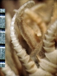 Capillaster coccodistoma (Carpenter, 1882) Paris Holotype EcCh 8