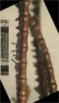 Comanthus parvicirrus (Müller, 1841) Austral Mus Neotype J17388