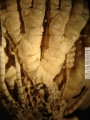 Comanthus plectrophorum HL Clark, 1916 HOLO Austral Mus E4702