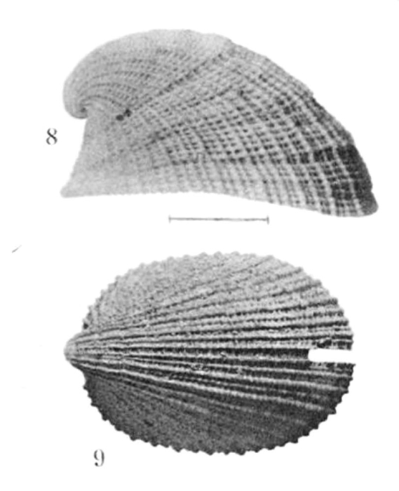 Emarginula guernei Dautzenberg & Fischer, 1896, original figure from "Hirondelle" (1888, sta. 70), off Azores, 454 m Emarginula guernei Dautzenberg & Fischer, 1896, original figure from "Hirondelle" (1888, sta. 70), off Azores, 454 m