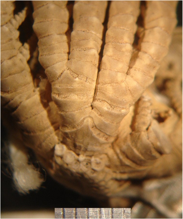 Comanthus spanoschistum HL Clark, 1916 Austral Mus Holotype E6299 Comanthus spanoschistum HL Clark, 1916 Austral Mus Holotype E6299