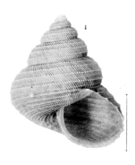 Turcicula alicei Dautzenberg & H. Fischer, 1896, original figure