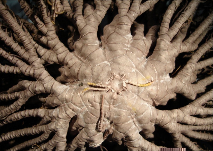 Comaster audax Rowe et al., Austral Mus Holotype J17567 Comaster audax Rowe et al., Austral Mus Holotype J17567