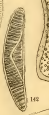 Pantocsek 1889, Plate 8, Figure 142