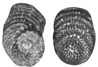 Praetaberina bingistani (Henson, 1948) Praetaberina bingistani (Henson, 1948)