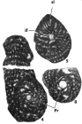 Praetaberina apula Consorti, Caus, Frijia & Yazdi-Moghadam, 2015