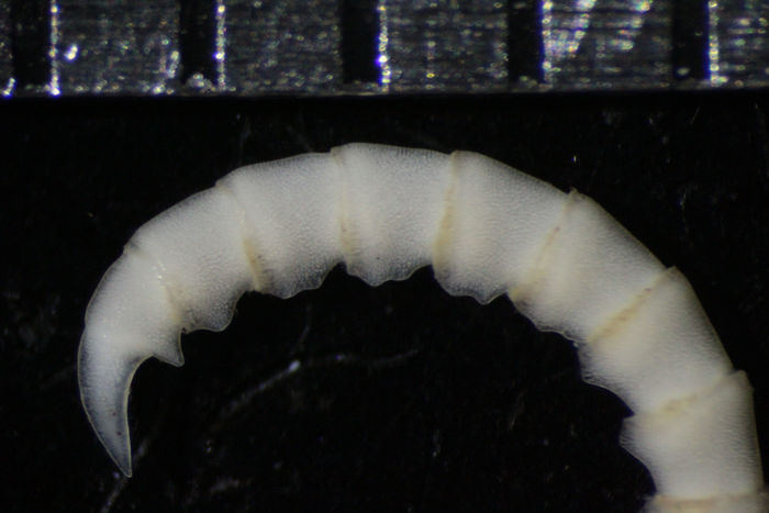 Comatella africana(/i> Gislén, 1938 Copen Holotype CRI-1 Comatella africana(/i> Gislén, 1938 Copen Holotype CRI-1