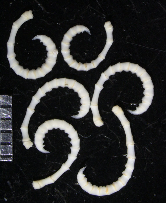 Comatella africana(/i> Gislén, 1938 Copen Holotype CRI-1 Comatella africana(/i> Gislén, 1938 Copen Holotype CRI-1