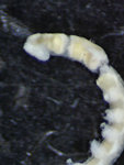 Comatella africana(/i> Gislén, 1938 Copen Holotype CRI-1 