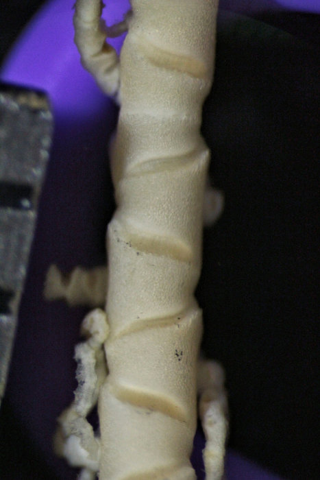 Comatella africana(/i> Gislén, 1938 Copen Holotype CRI-1 Comatella africana(/i> Gislén, 1938 Copen Holotype CRI-1