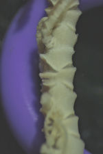 Comatella africana(/i> Gislén, 1938 Copen Holotype CRI-1 