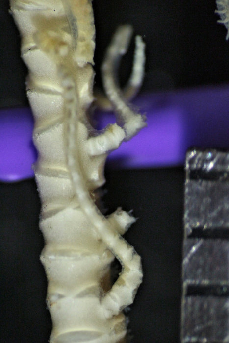 Comatella africana(/i> Gislén, 1938 Copen Holotype CRI-1 Comatella africana(/i> Gislén, 1938 Copen Holotype CRI-1