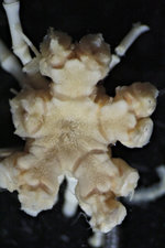Comatella africana(/i> Gislén, 1938 Copen Holotype CRI-1 