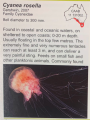 Scyphozoa (jelly fish)