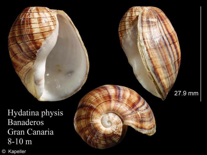 Hydatina physis