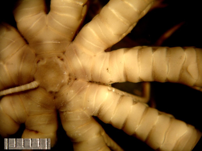 Comatula (Comatula) cratera HL Clark, 1916 Austral Mus Paratype E1631 Comatula (Comatula) cratera HL Clark, 1916 Austral Mus Paratype E1631