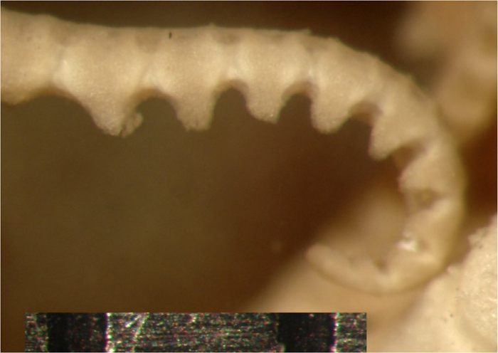 Comatula (Comatula) cratera HL Clark, 1916 Austral Mus Paratype E1631 Comatula (Comatula) cratera HL Clark, 1916 Austral Mus Paratype E1631