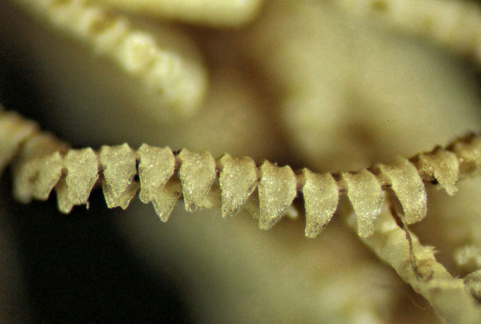 Comatula fimbriata Lamarck, 1816(Cap multirad) MNHN EcCs 1007 Comatula fimbriata Lamarck, 1816(Cap multirad) MNHN EcCs 1007