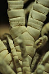 Comatula fimbriata Lamarck, 1816 (Cap multirad) MNHN EcCs 1007 combsA