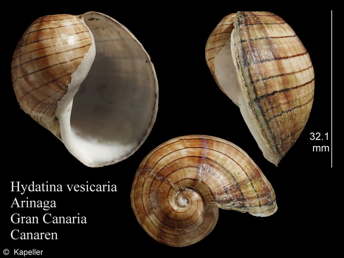 Hydatina vesicaria