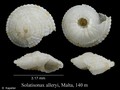 Mollusca (molluscs)