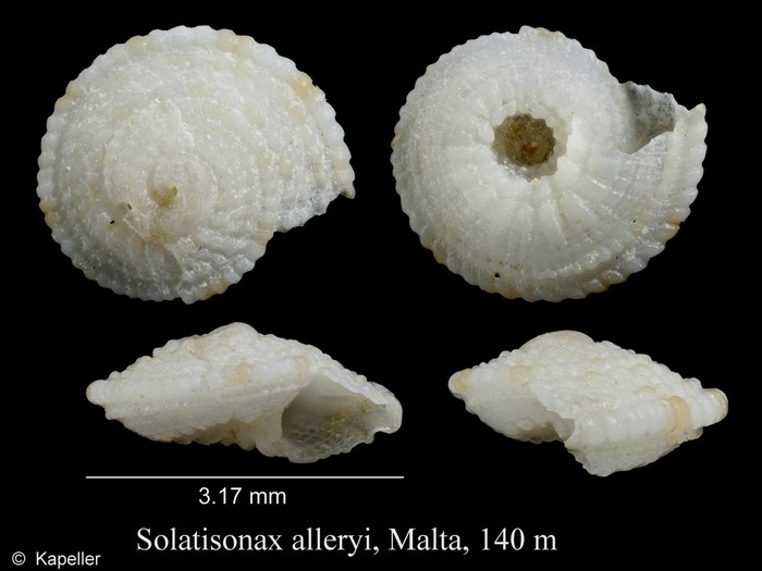 Solatisonax alleryi