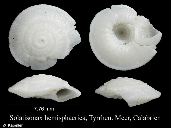 Solatisonax hemisphaerica